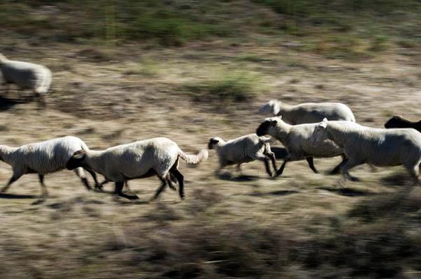 Schafe in Bewegung
